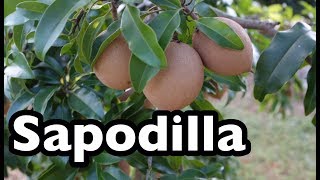 All About Sapodilla!