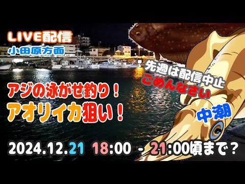 【アオリイカ】小田原方面 漁港内 アジの泳がせ ウキ釣り ライブ配信（20241221）