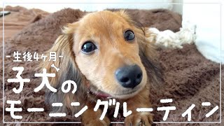 【子犬】カニンヘンダックスフンドのモーニングルーティン【Morning Routine】