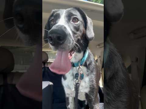 Dog park fun ep 3 🐾 #beagle #bordercollie #dogpark #dogparks #dogplaying #doglife #dogfun #funtime