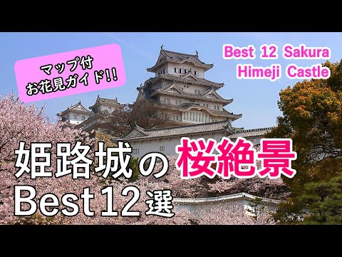 Best 12 Cherry Blossom (Sakura) in Himeji Castle, Japan