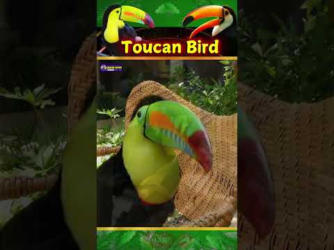 Vibrant Toucan Bird's Voice | Symbols of Joy & beauty | Creative Nature #birds #shorts #viralvideo