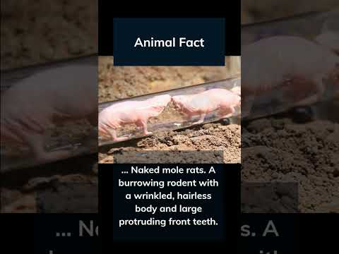 Naked Mole Rats #facts #animalfacts #shorts #nakedmolerat #rat