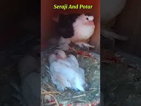 Sell Fancy Pigeon In Motihari Bihar Contact Number  #shots #darbhanga #potart #kabootar