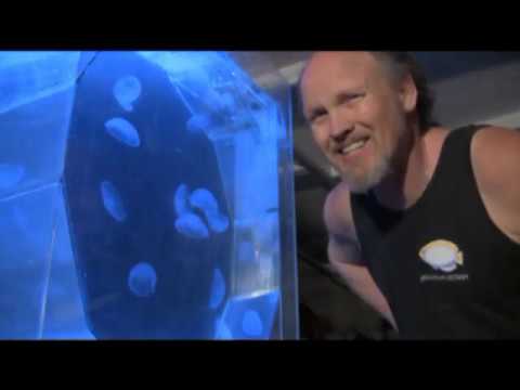 Spencer and the Jellyfish, LA Fishguys, Episode 83, Part 2