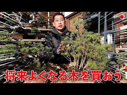 How to predict which trees will grow in the future. How to think when purchasing. [Bonsai Q]