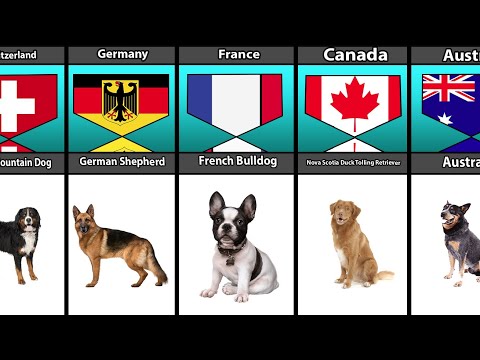 Dog Breeds Form Different Countries