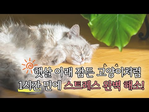 스트레스 해소 명상음악 | 스트레스 안녕 햇살 가득한 힐링 명상 1시간 | 마음이 편안해지는 시간 | 만월도전TV 선도명상