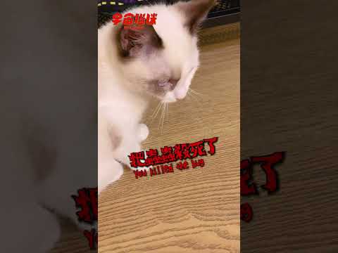 當貓咪發現一隻蟲子 會手下留情嗎?? #宇宙貓咪 #cat #shorts #shortstw