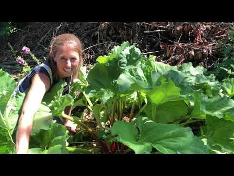 Rhubarb - I love it!