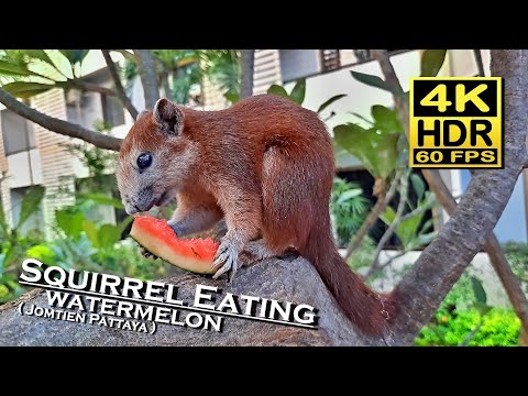 Squirrel Eating Watermelon - Jomtien Pattaya 4K 60fps HDR 💖 Squirrel Watching 👀 Thailand 🇹🇭