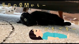 ソファの下を覗いたら仰向けで虚無な黒猫がいた　/ The black cat is lying on his back and thinking