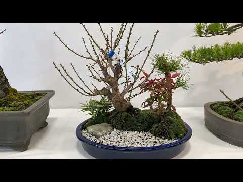 Bonsai, Omoto, Wild Flowers and various compositions.