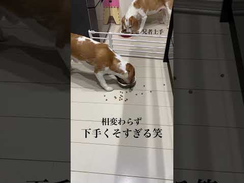 ご飯の食べ方…#ビーグル #ビーグル犬 #犬 #いぬ #shorts #beagle