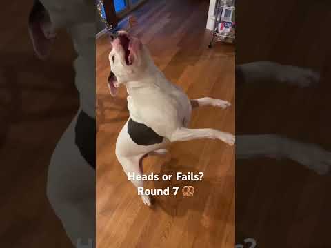 Canine Coin Flip - Heads or Fails? Round 7 #dog #dogfails #dogvideo