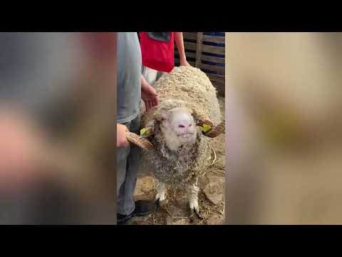 أكبر كبش في طنجة - الكبش الإسباني عزيب أبقو