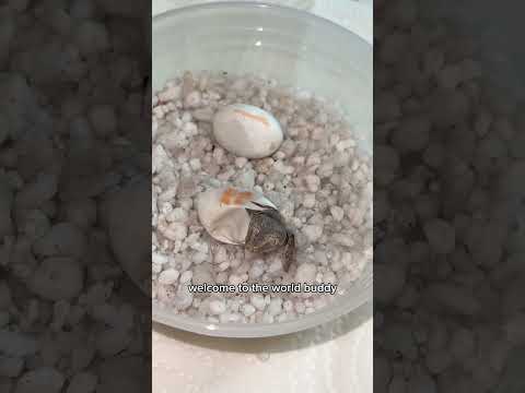 Miracle Gecko hatches on camera