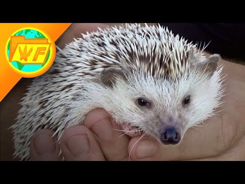 10 Weird Facts You Never Knew About HEDGEHOGS