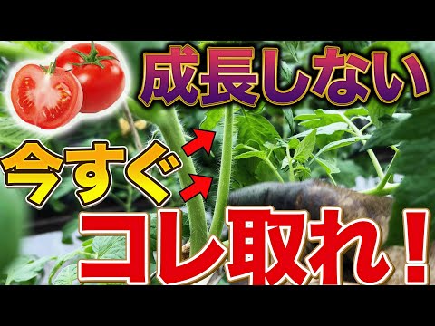 【必ずやれ！】今の時期〇〇作業することで収穫量に差が出てきます！