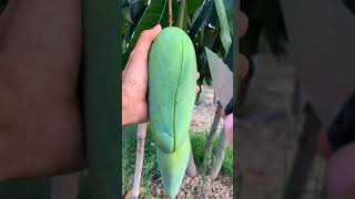 🥭 How To Cut Tasty Mango On My Farm 🥭ASMR | Fresh Fruit Cutting In My Farm