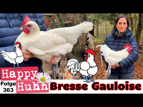 French Bresse Gauloise chickens - Big breed portrait with ENGLISH subtitles #bressegauloisechicken