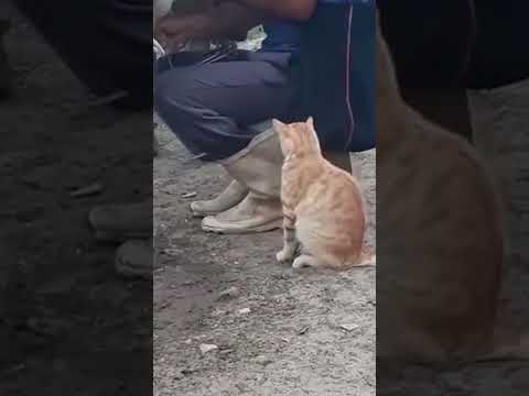 Mira lo que este gatito hizo 🫢 #humor #viralvideo