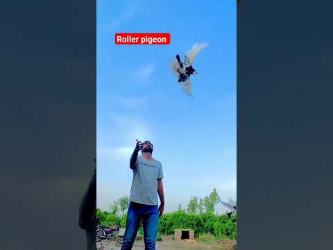 1M Views This video #pigeon #pigeonbreeds#beautiful#whitepigeon#pigeontypes#kabootar#rollerpigeons