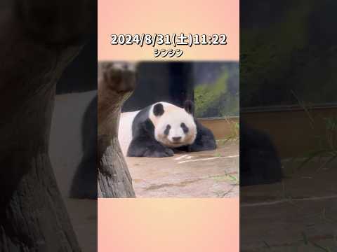 【2024/8/31(土)🌿リーリー＆シンシン🐼】〜上野動物園〜