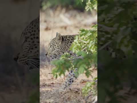 Leopard yawning #leopard #leopards #bigcat #bigcats #big5 #bigfive #chobenationalpark #safari