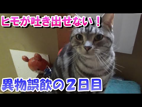 猫がヒモを飲んで吐き出せない！２日目（異物誤飲の経過と対処）