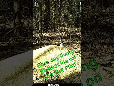 Blue Jay loving life chowing down on PILE OF OATS Left in the Woods #trailcam #wildlife #bluejay