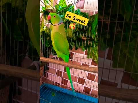 So sweet parrot voice 😍#trending #foryou #foryou #cute #parrot#shorts