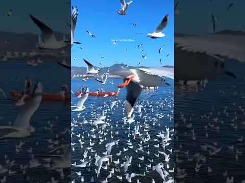 Flying flamingo || Birds videos || Beautiful View