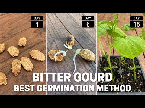 Germinate bitter melon seeds - Fast and easy !!