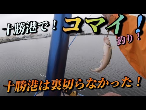 太平洋でコマイ釣り！十勝港は裏切らない！