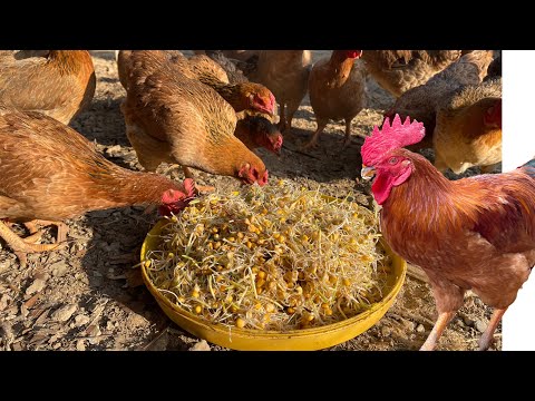 Cheap foods that are great for free range chickens - Chicken farm.