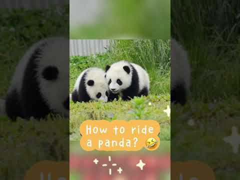 パンダの乗り方 
How to ride a panda