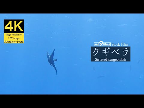 【4K 水中映像】クギベラの産卵行動 / Bird wrasse / Gomphosus varius