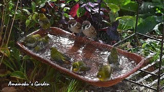 バードバス【メジロとすずめ仲良く水浴び】庭に来る野鳥/庭のある暮らし