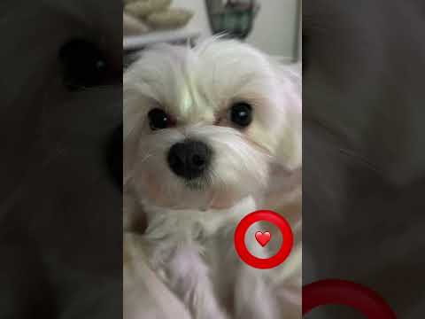 Tap the circle really fast!❤️#dragon1256 #dog #puppy #fyp #viralvideo #cute Go sub to YTterwo22❤️