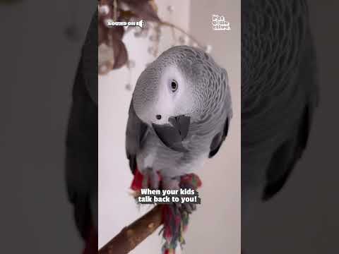 Ooooh  🫵 He said you're in trouble! 🦜 #Birds #Parrots #Cute #Funny