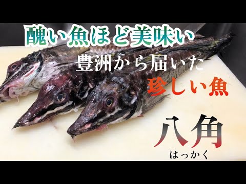 【珍しい魚】寿司屋ではあまり使わないけど美味い魚　北海道産の八角を余す事なく美味しく食べる作り方をご紹介　この魚見た目からは想像できないほど脂があります