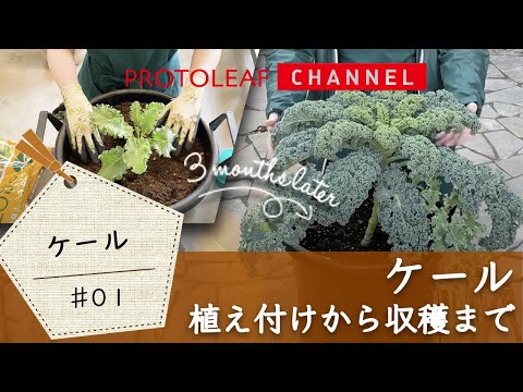 【ケール】植えつけから収穫まで