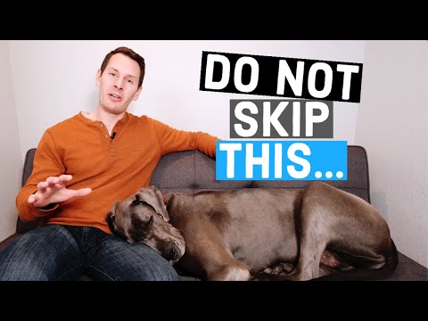 Do NOT skip walks for your Great Dane | Great Dane Care