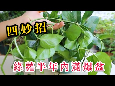 【天天小花農】教您養殖綠蘿4妙招，半年內滿爆盆