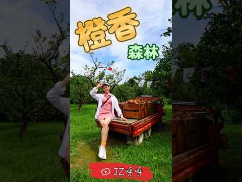 走到哪都是桶柑的香氣 橙香森林 shorts [JZ呼呼] #苗栗 #桶柑 #橘子 #手作 #shorts