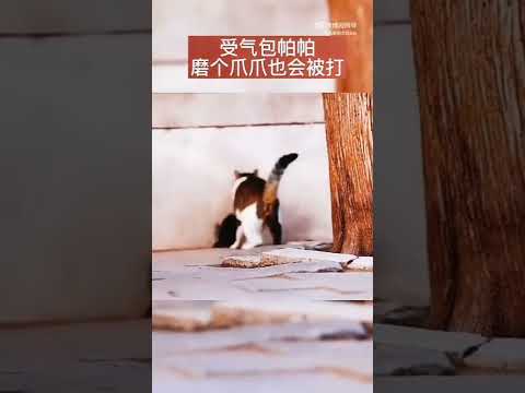 帕帕是只故宫猫