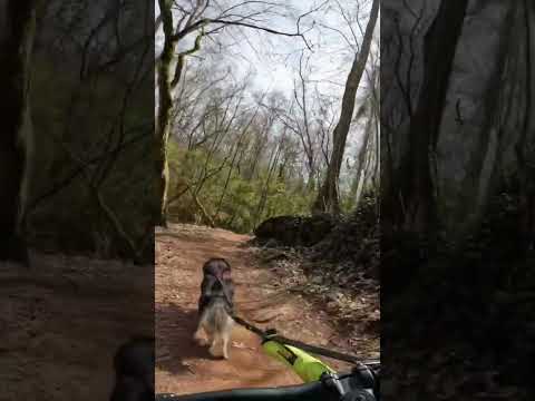 Mountain Bike Husky - Siberian Husky leads on Trails #husky #mountainbike