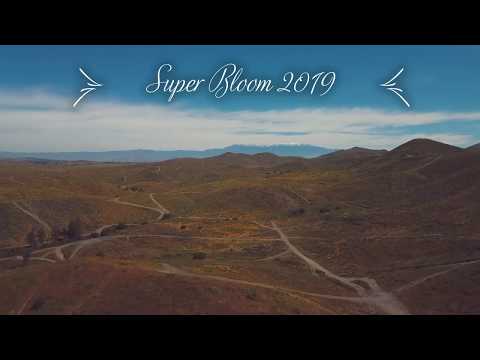 Super Bloom Birds Eye View