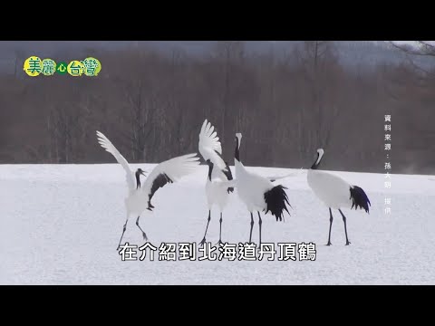 【台北市大安區】拍鳥愛鳥保育者 觀摩國外實際經驗｜環境保護｜210｜#美麗心台灣